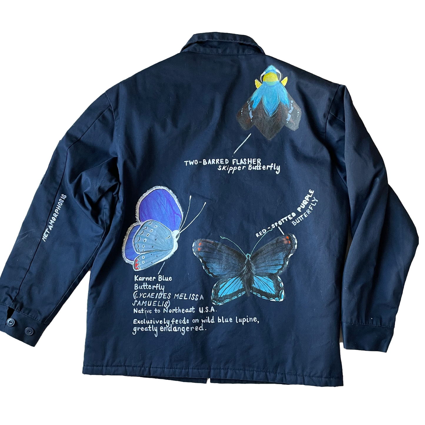 Karner Blue